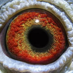 如此惊艳的鸽眼 光学镜片背后的自然奥秘